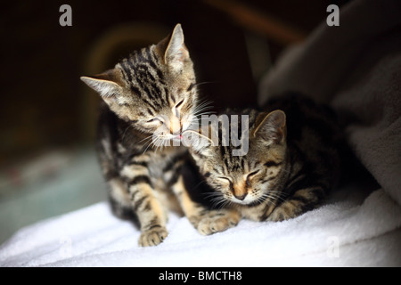 Zwei junge Kätzchen gegenseitig waschen und schlafen. Stockfoto