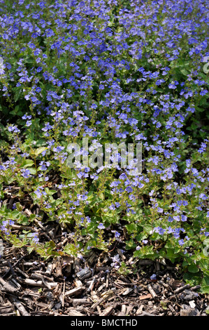 Germander Ehrenpreis (Veronica chamaedrys) Stockfoto