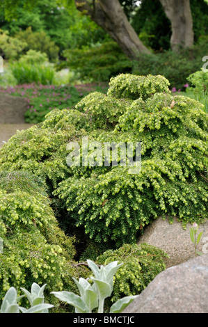 Östliche hemlocktanne (Tsuga canadensis 'Nana') Stockfoto