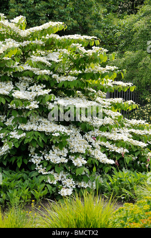 Japanischer Schneeball (Viburnum plicatum var. tomentosum) Stockfoto