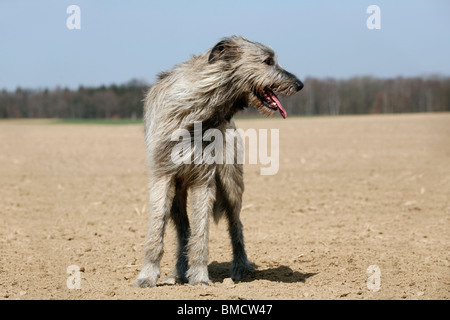 Irischer Wolfshund Stockfoto