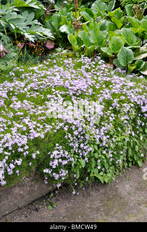 Moss Phlox (Phlox subulata 'Emerald Cushion Blue') Stockfoto