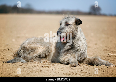 Irischer Wolfshund Stockfoto