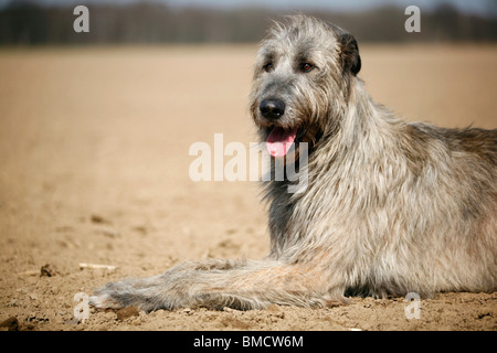 Irischer Wolfshund Stockfoto