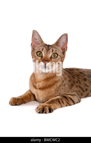 Liwgwnsw Ocicat / liegend Ocicat Stockfoto