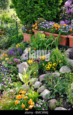 Garten Stiefmütterchen (Viola x wittrockiana) und Stiefmütterchen gehörnten (Viola cornuta) in einem Steingarten Stockfoto