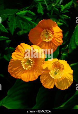Orange gelb Mohn Stockfoto