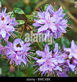 Nahaufnahme des Rhododendron Hippophaeoides Blumen in Bergen Arboretum Norwegen Stockfoto