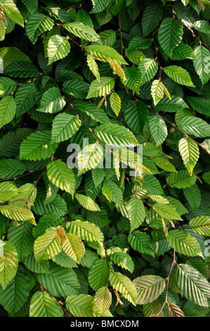 Gemeinsame Hainbuche (Carpinus betulus) Stockfoto