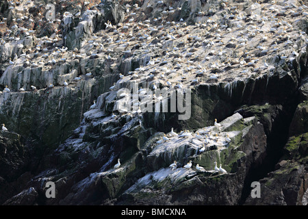 Tölpelkolonie am Les Etacs ab Alderney, Kanalinseln, Großbritannien Stockfoto