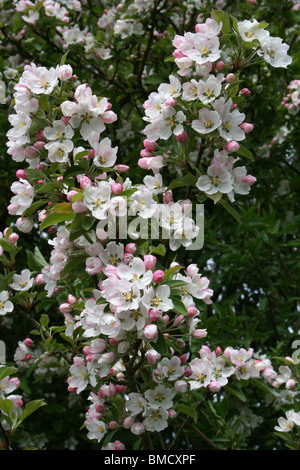 Apfelblüte am lokalen Naturreservat Marton Mere, Blackpool, Lancashire, UK Stockfoto