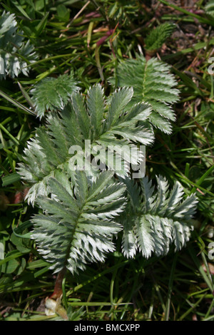 Silverweed verlässt Potentilla heisses besessenen auf bloße lokale Naturreservat Marton, Blackpool, Lancashire, UK Stockfoto