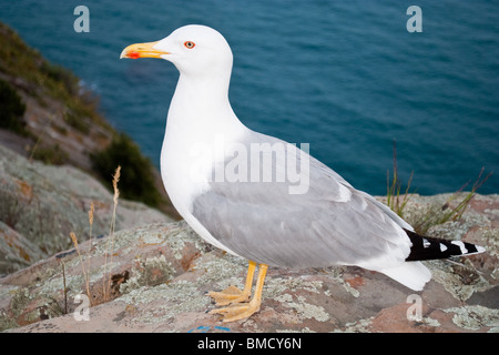 eine Möwe stehend auf einem Felsen in der Nähe eines Meeres Stockfoto