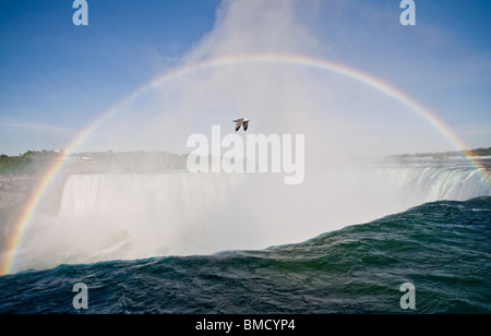 Ein Vogel fliegt über die touristische Attraktion Niagara Falls, in der Mitte des einen perfekten Regenbogen an einem schönen sonnigen Tag. Stockfoto