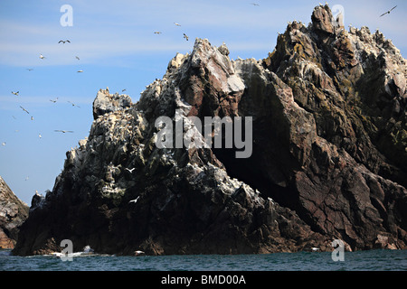 Tölpelkolonie am Les Etacs ab Alderney, Kanalinseln, Großbritannien Stockfoto