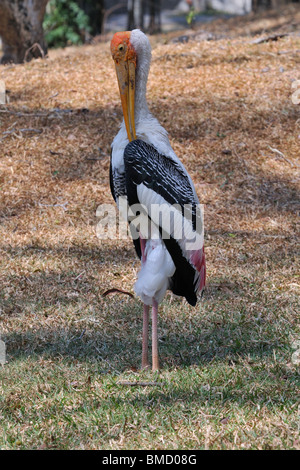 Der Storch gemalt (Mycteria Leucocephala) ist ein großer waten Vogel in der Familie Storch. Stockfoto