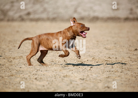 American Pit Bull Terrier Welpe / Welpen Stockfoto