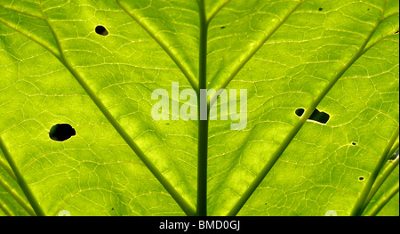 Rhabarber-Blätter. Stockfoto