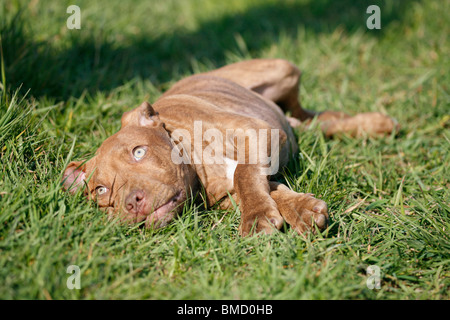 American Pit Bull Terrier Welpe / Welpen Stockfoto