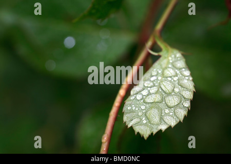 Nach Regen Wassertropfen verlässt Form auf Rose im Garten Stockfoto