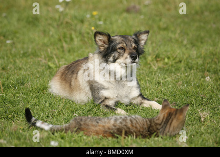 Hund Und Katze / Katze und Hund Stockfoto