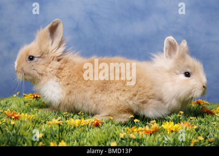 Löwenmähnenzwerge / Pygmäen Bunnys Stockfoto