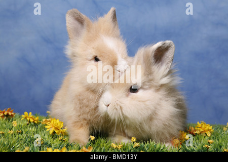 Löwenmähnenzwerge / Pygmäen Bunnys Stockfoto