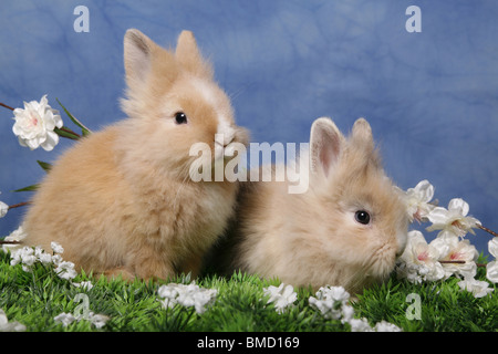 Löwenmähnenzwerge / Pygmäen Bunnys Stockfoto