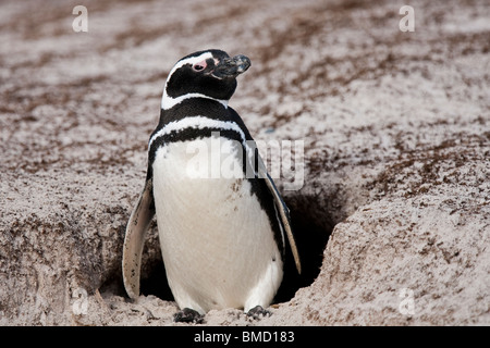 Magellan-Pinguin, Magellanic Penguin, Spheniscus Magellanicus, freiwillige Strand, Falkland-Inseln, am Eingang der Höhle sitzen Stockfoto