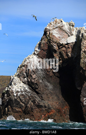 Tölpelkolonie am Les Etacs ab Alderney, Kanalinseln, Großbritannien Stockfoto