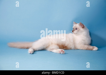 Heilige Birma / Birman Cat Stockfoto