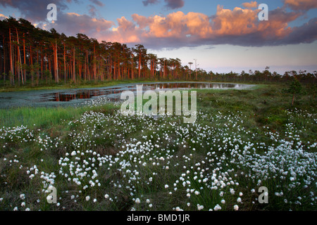 Hares-Tail Wollgras (Wollgras Vaginatum) im Moor, Frühjahr 2010, Estland Stockfoto