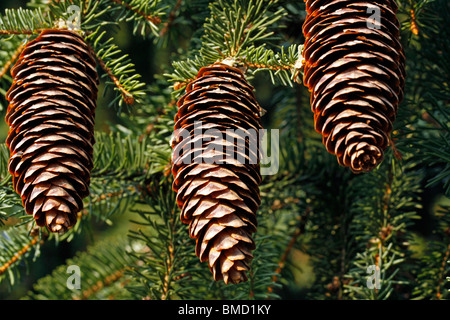 Drei große Fichtenzapfen am Baum Stockfoto