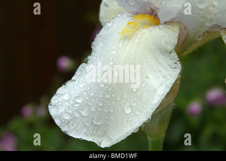 Nahaufnahme von einem weiße Iris, von der Abteilung Iberica, nach dem Regen. Stockfoto