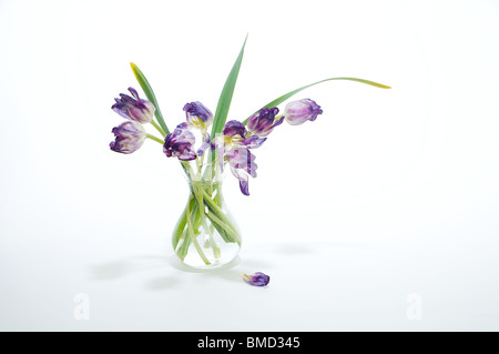 Violette Tulpen in Glasvase. Stockfoto