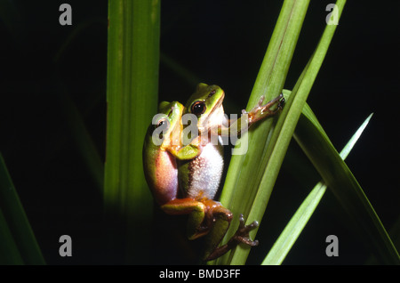 Paar der nördlichen Zwerg Laubfröschen (Litoria bicolor) in Amplexus, gemeinsame Townsville, Queensland, Australien Stockfoto