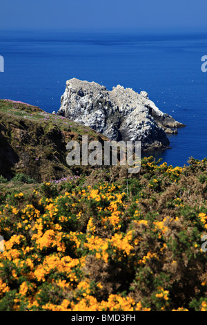 Les Etacs wit Tölpel Kolonie gesehen von Giffoine, Alderney, Kanalinseln, Großbritannien Stockfoto