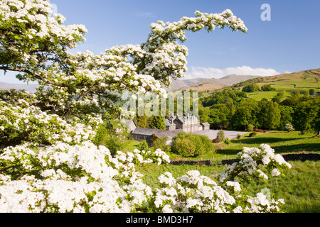 Die alten Matura in Ambleside durch Weissdorn Blüte mit Fairfield im Hintergrund zu sehen. Stockfoto