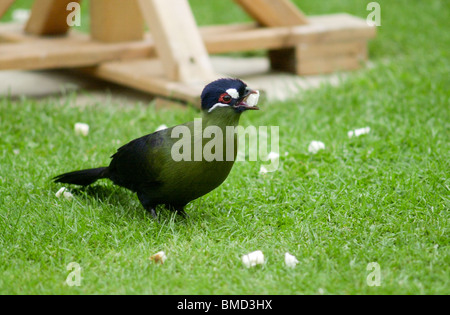 Eine seltene Turaco besucht einen englischen Garten hinter dem Haus UK Stockfoto