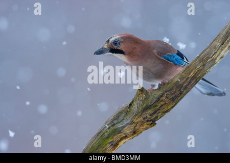 Jay (Garrulus Glandarius), sitzt auf einem Zweig, Deutschland, Rheinland-Pfalz Stockfoto