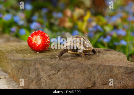 Junge griechische Schildkröte im Größenvergleich mit Erdbeere / (Testudo Hermanni Boettgeri) Stockfoto