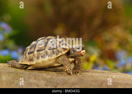 Griechische Schildkröte / (Testudo Hermanni Boettgeri) Stockfoto