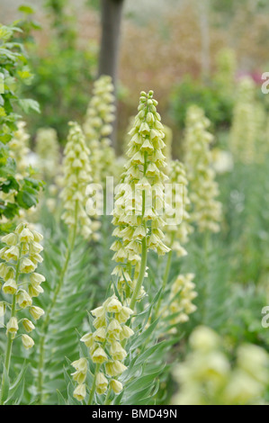 Persische Glocken (fritillaria persica "Elfenbein Glocken') Stockfoto