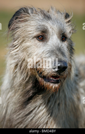 Irischer Wolfshund Stockfoto