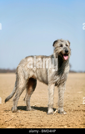 Irischer Wolfshund Stockfoto