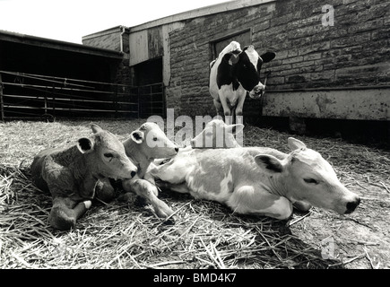 Kuh mit vier Kälbern neben Scheune. Stockfoto