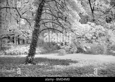 Landschaft - Fotografie in Infrarot Stockfoto