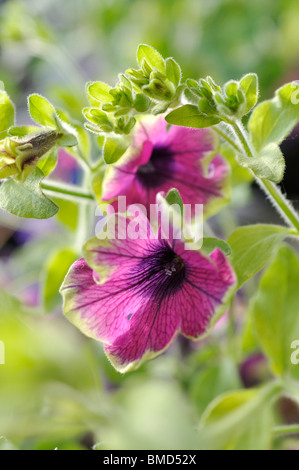 Petunie (Petunia recht viel Picasso) Stockfoto