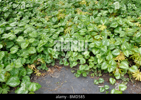 Gelbe Erzengel (Lamium galeobdolon 'florentinum' syn. lamiastrum galeobdolon 'florentinum') Stockfoto