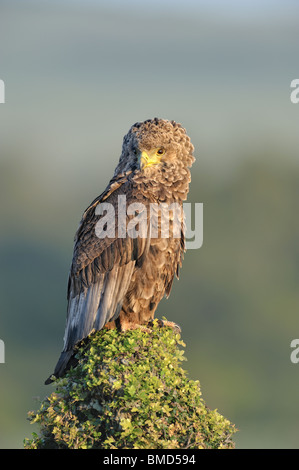 Unreife Bateleur Adler, Terathopius Ecaudatus, Masai Mara National Reserve, Kenia Stockfoto